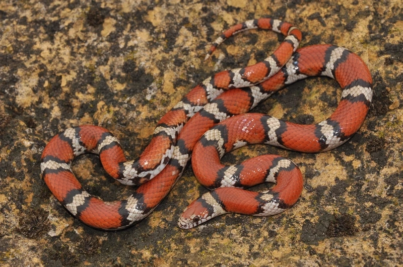 Khám phá vẻ đẹp của rắn sữa cảnh tại nhà