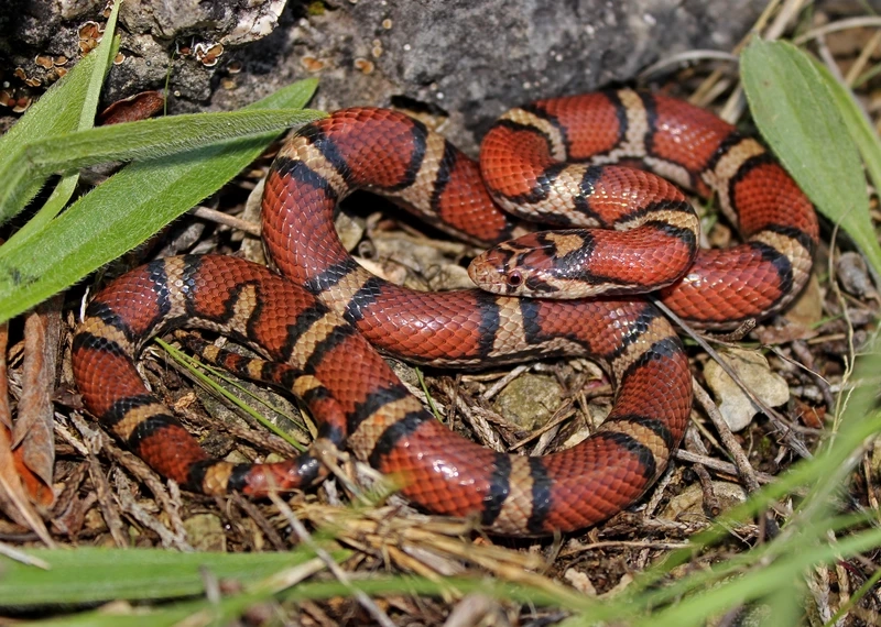 Sưu tập những loài rắn sữa đẹp ấn tượng