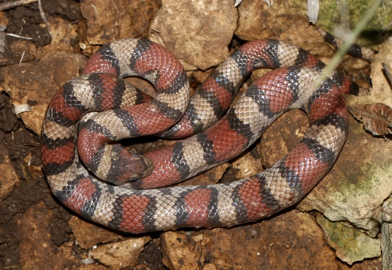 Nuôi rắn sữa con đáng yêu cho người mới