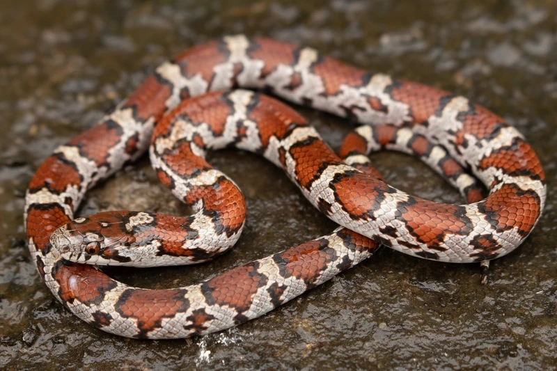 Nhận biết rắn sữa hoa văn tinh tế và độc đáo