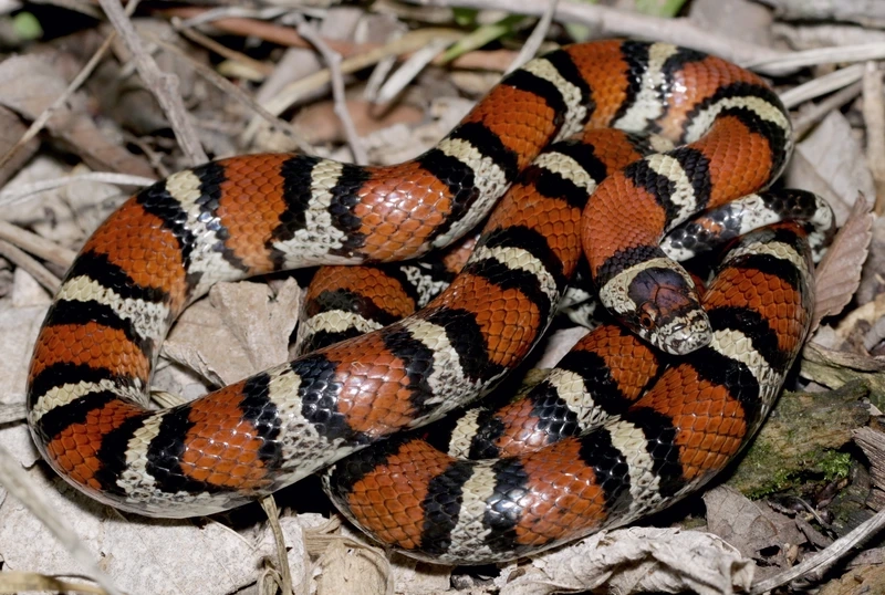 Nuôi rắn sữa thân thiện an toàn cho trẻ em