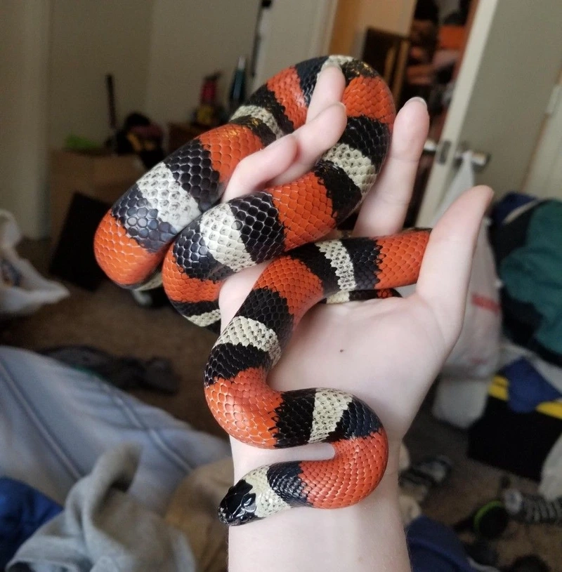 Thiết kế rắn sữa trong terrarium sinh động