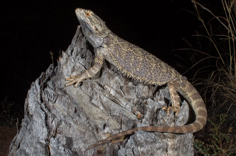 Khám phá vẻ đẹp của rồng úc cảnh tại nhà