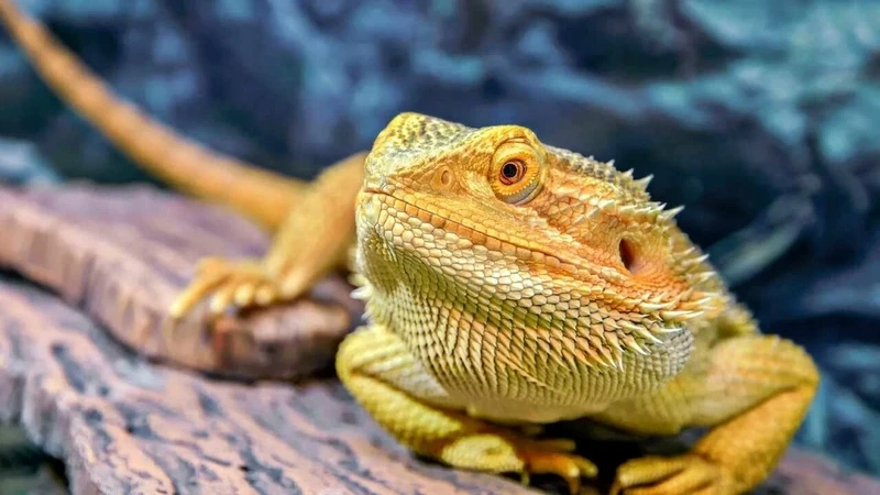 Khám phá rồng úc màu vàng nổi bật và hiếm có