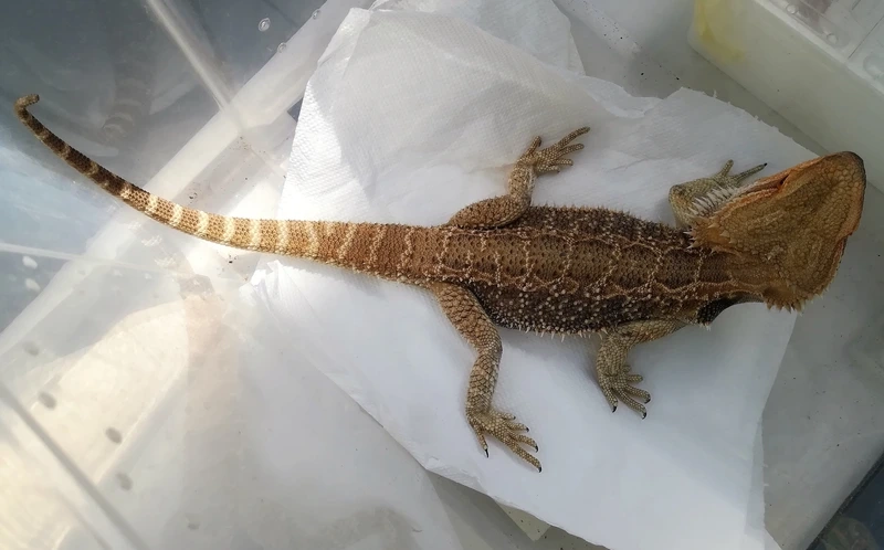 Sưu tập những loài rồng úc đẹp nổi bật