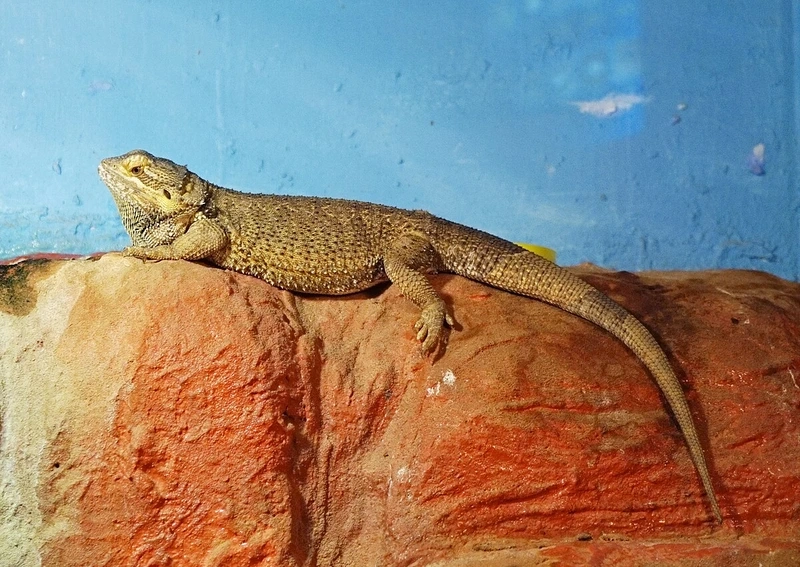 Hướng dẫn nuôi rồng úc bearded dragon đúng cách