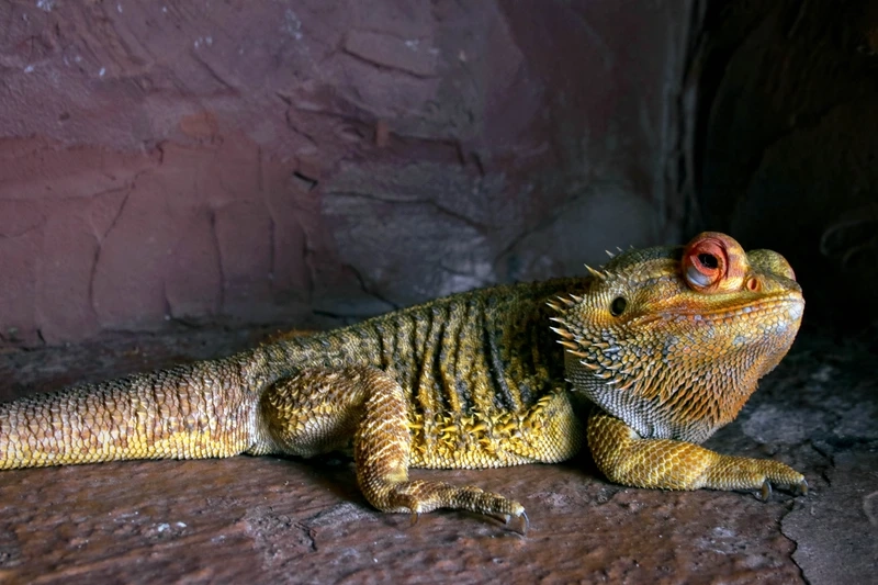 Các loài rồng úc không độc an toàn tuyệt đối