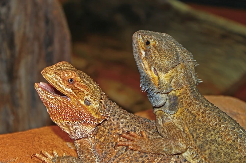 Nuôi rồng úc thân thiện an toàn cho trẻ em