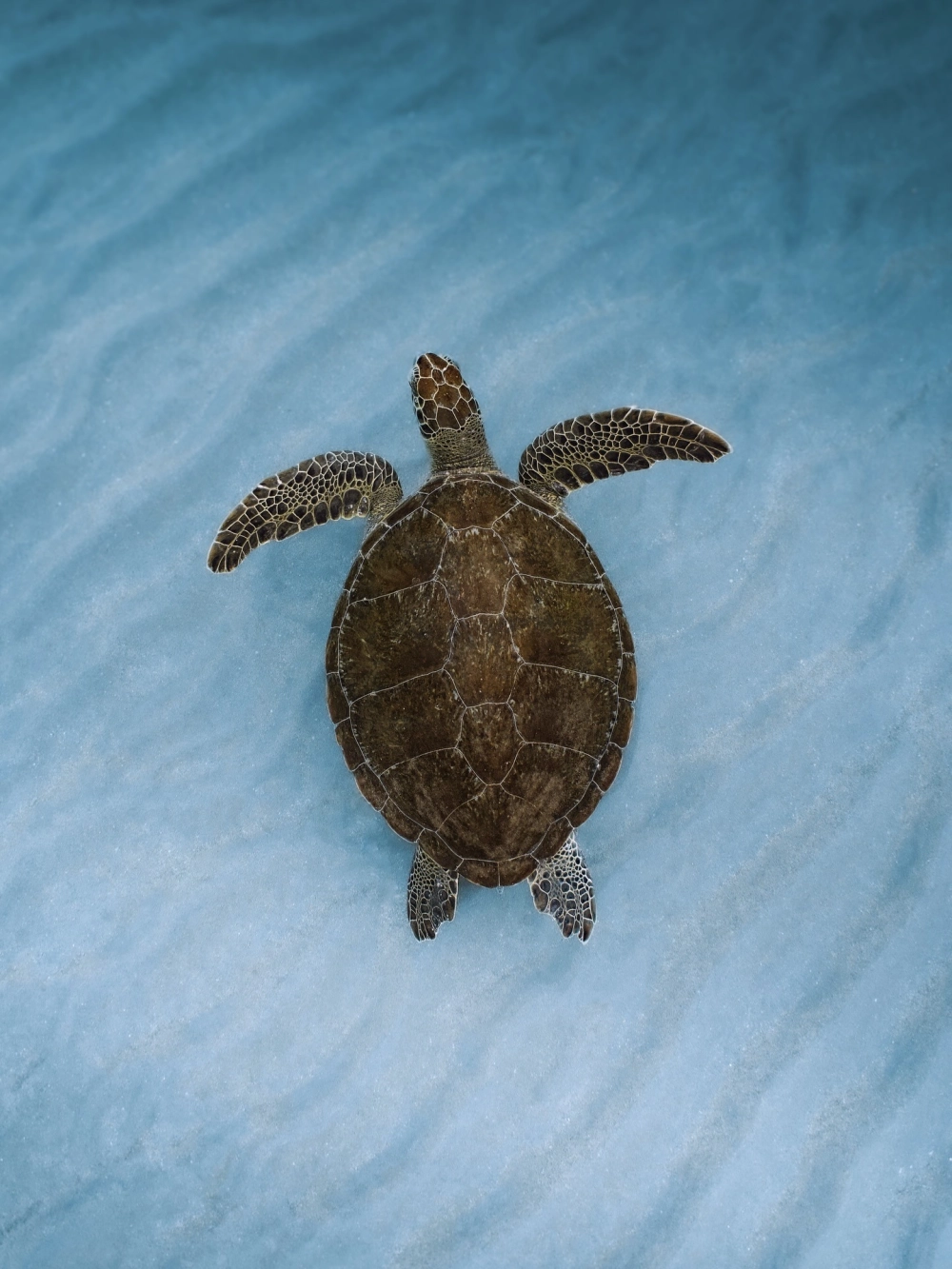 Góc nghiêng nghệ thuật của chú rùa biển đang lặn sâu