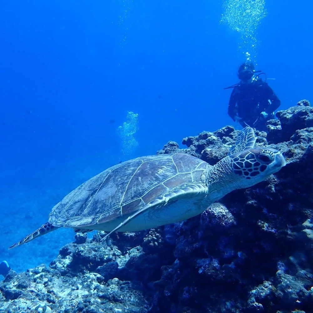 Rùa biển da trơn bơi lội trong làn nước xanh thẳm