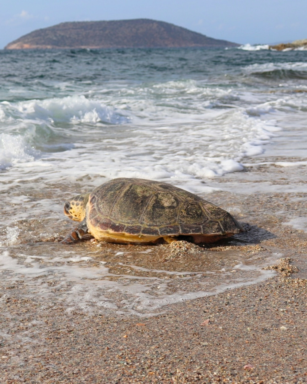 Chú rùa biển xanh khổng lồ bơi giữa rạn san hô rực rỡ