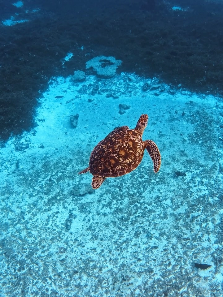 Hình ảnh rùa biển con bò từ bãi cát về phía đại dương