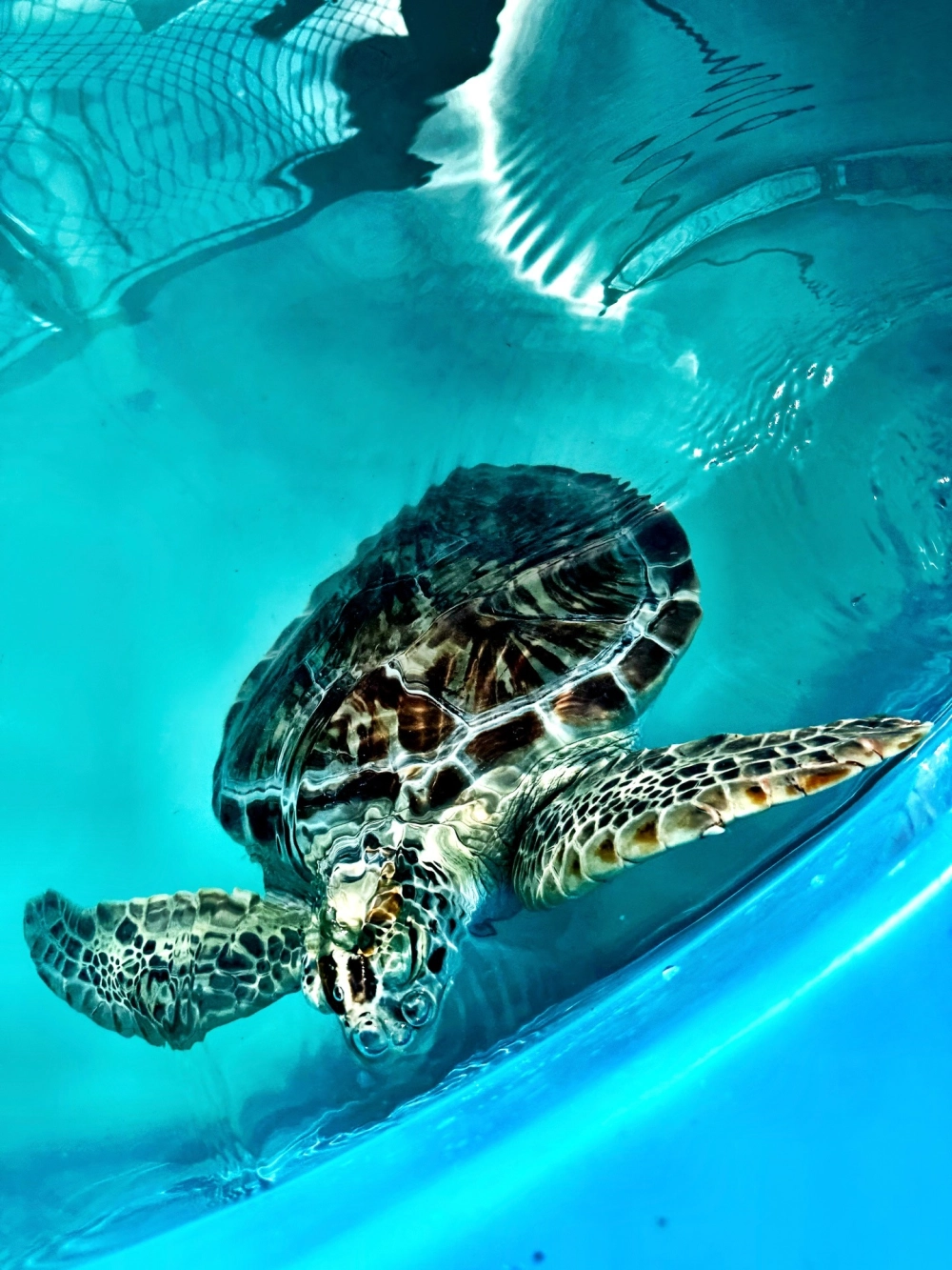 Hình ảnh rùa biển vươn vây chèo mạnh mẽ giữa dòng nước