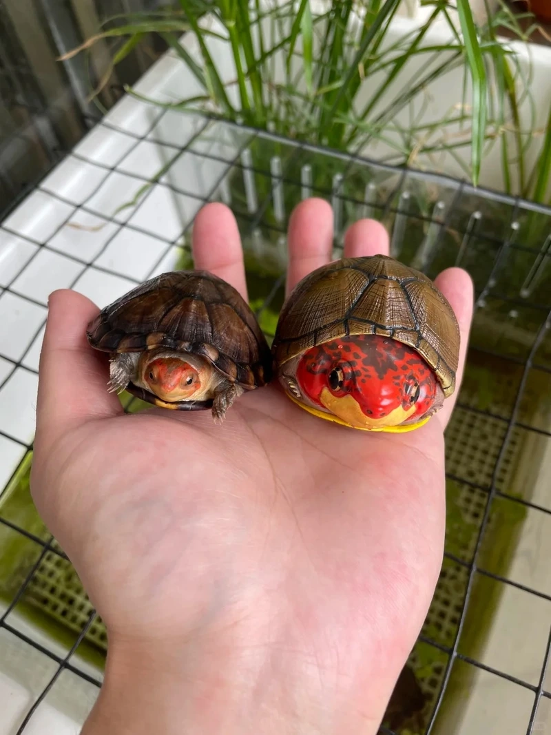 Khám phá vẻ đẹp đặc trưng của rùa cảnh