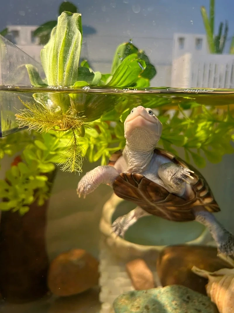 Nuôi rùa cảnh nuôi trong nhà dễ dàng và tiện lợi