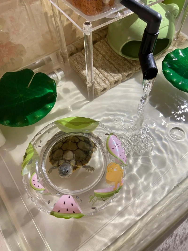 Setup rùa cảnh nuôi bể nước cho không gian sinh động