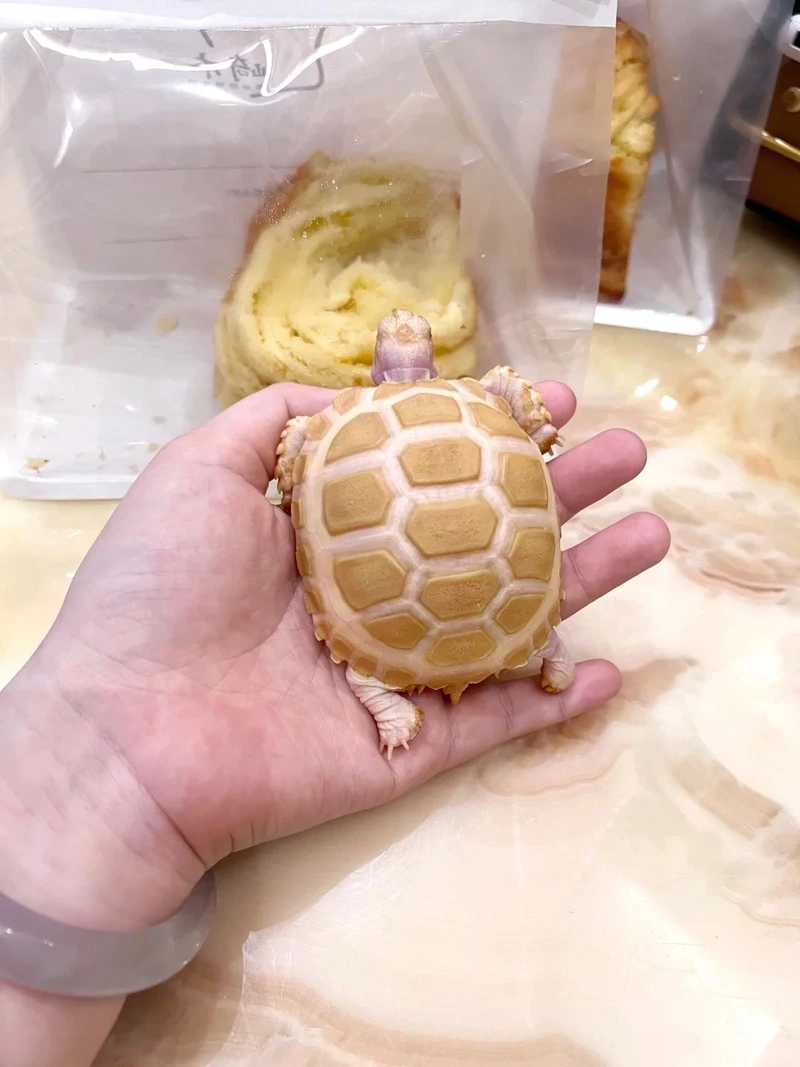 Lựa chọn rùa cảnh dễ nuôi cho người mới bắt đầu