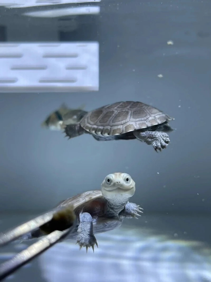 Khám phá rùa cảnh con xinh xắn và dễ thương