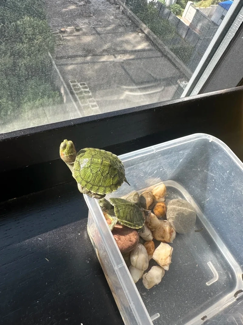 Thú cưng nhỏ gọn rùa cảnh nhỏ gọn tiện lợi và đẹp