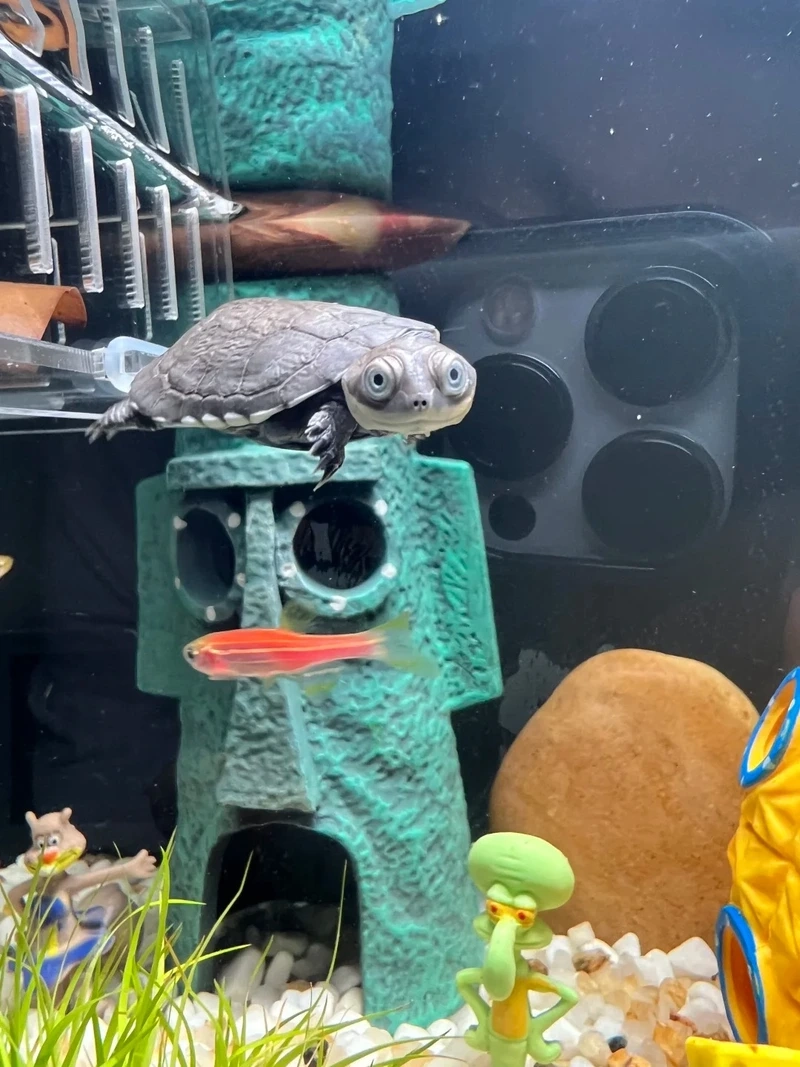 Thiết kế rùa cảnh trang trí tạo điểm nhấn cho không gian