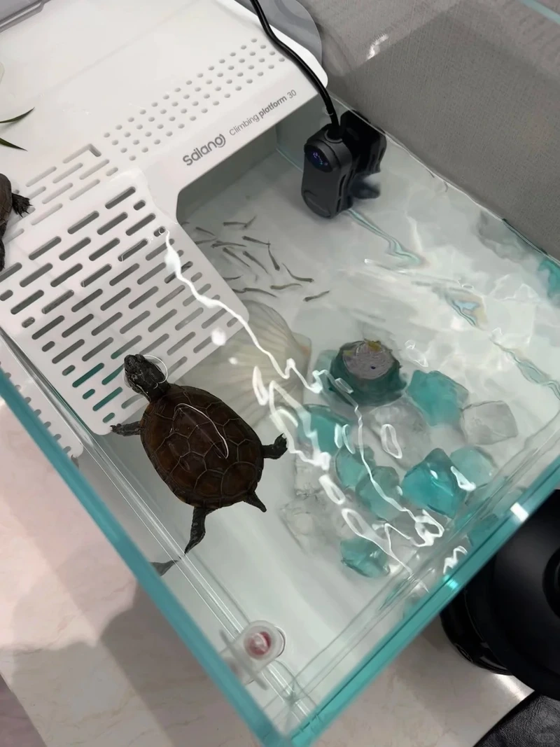 Khám phá rùa cảnh phong thủy mang may mắn cho gia đình