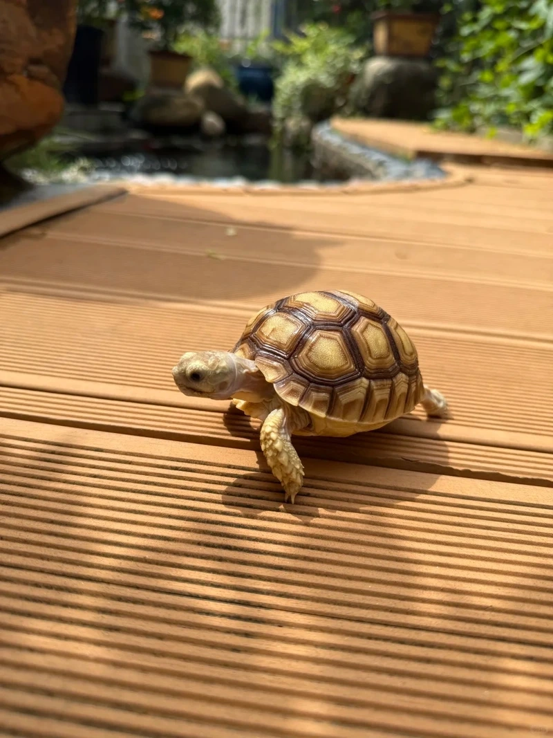 Tạo tiểu cảnh đẹp với rùa cảnh tiểu cảnh sinh động