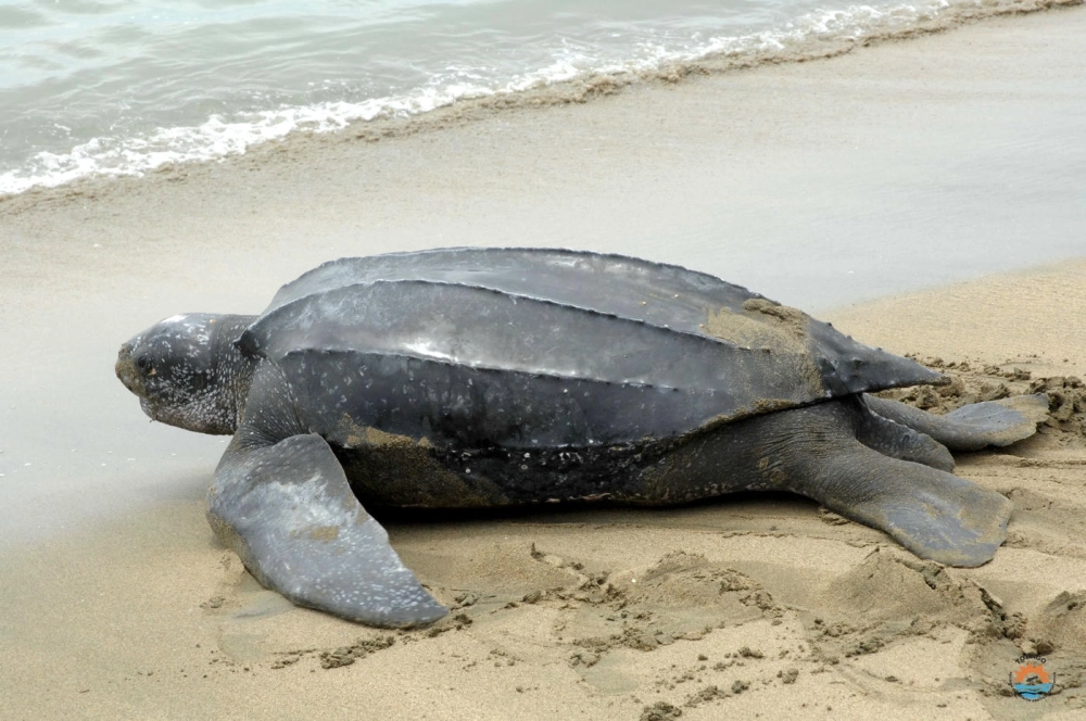 Chú rùa da khổng lồ đang lướt đi nhẹ nhàng giữa lòng đại dương xanh thẳm