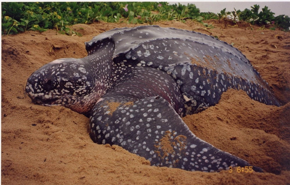 Rùa da bơi song song với thợ lặn trong vùng biển sâu