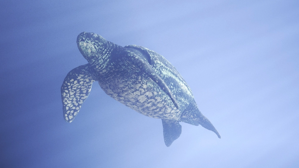 Sự tương phản giữa rùa da và rạn san hô rực rỡ sắc màu