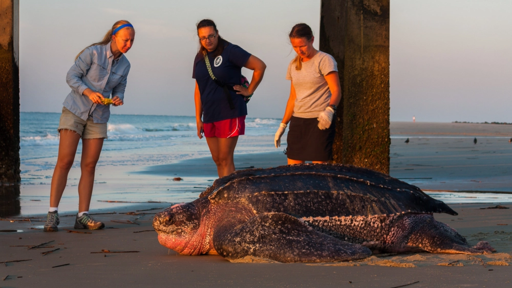 Rùa da di cư theo bầy trong chuyến hành trình dài