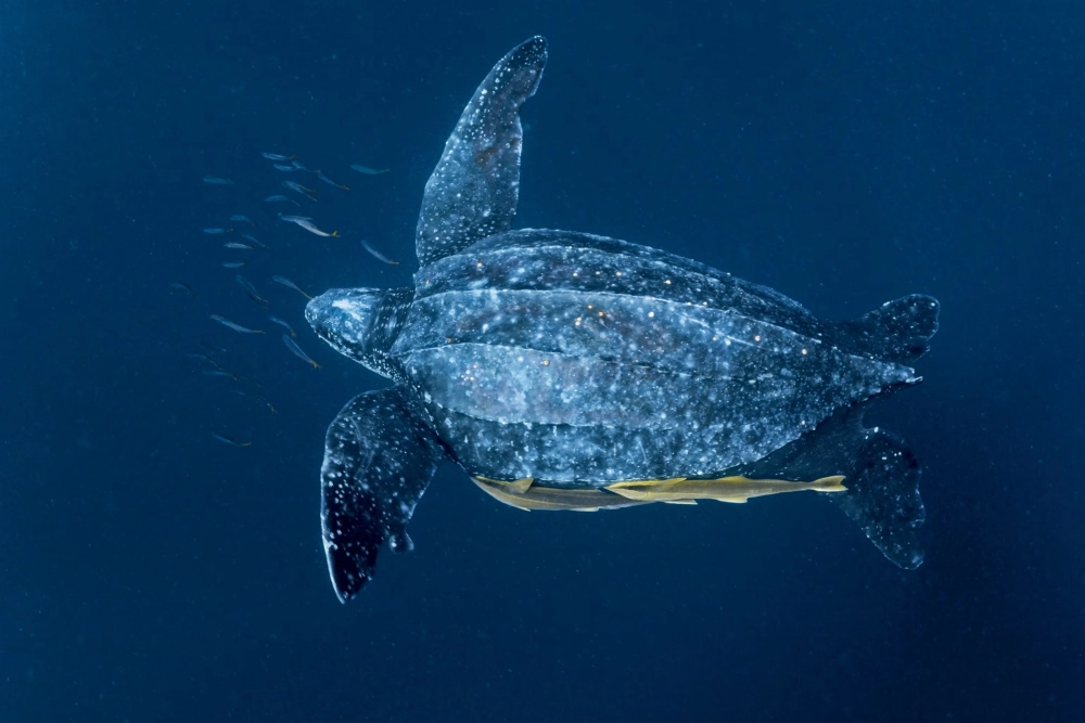 Khoảnh khắc rùa da nhô đầu lên mặt nước để thở