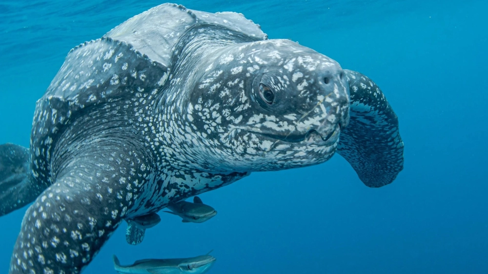 Cận cảnh lớp da vân sần độc đáo trên lưng rùa da