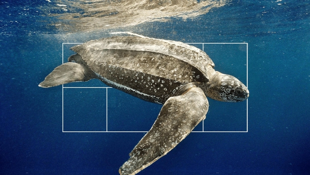 Vẻ đẹp hùng vĩ của rùa da khi sải bước chân chèo