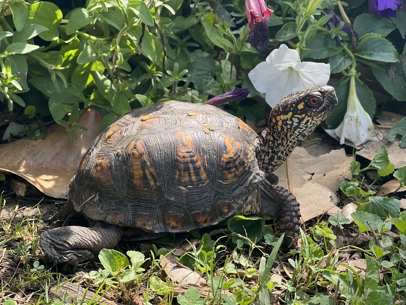 Lựa chọn rùa hộp dễ nuôi cho người mới bắt đầu