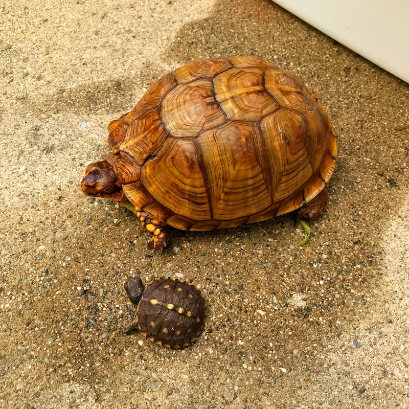 Thời gian sống của rùa hộp sống bao lâu lâu dài