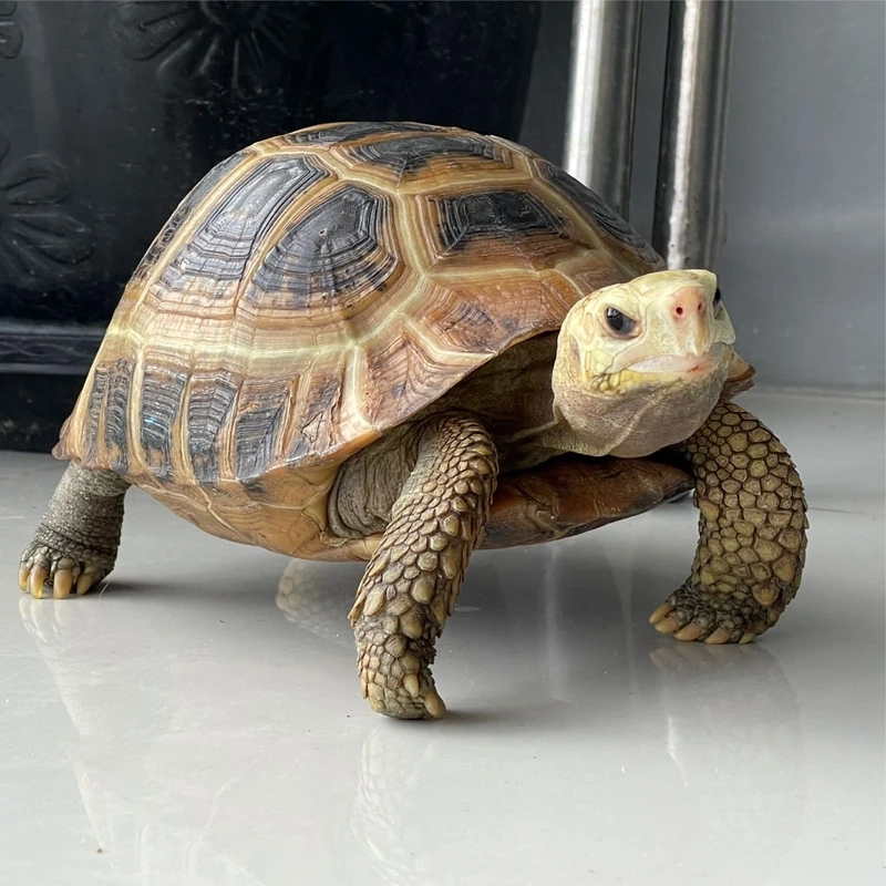 Nuôi rùa núi vàng nuôi cảnh dễ dàng và tiện lợi