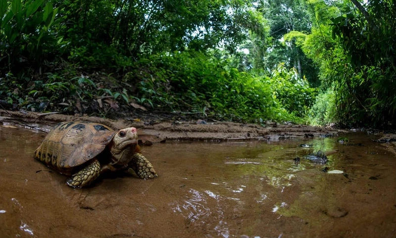 Chăm sóc rùa núi vàng non nhỏ xinh và hiền