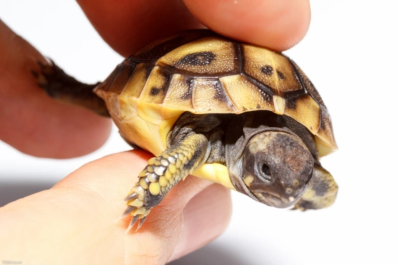 Chiêm ngưỡng rùa núi vàng mai vàng đặc trưng và hiếm