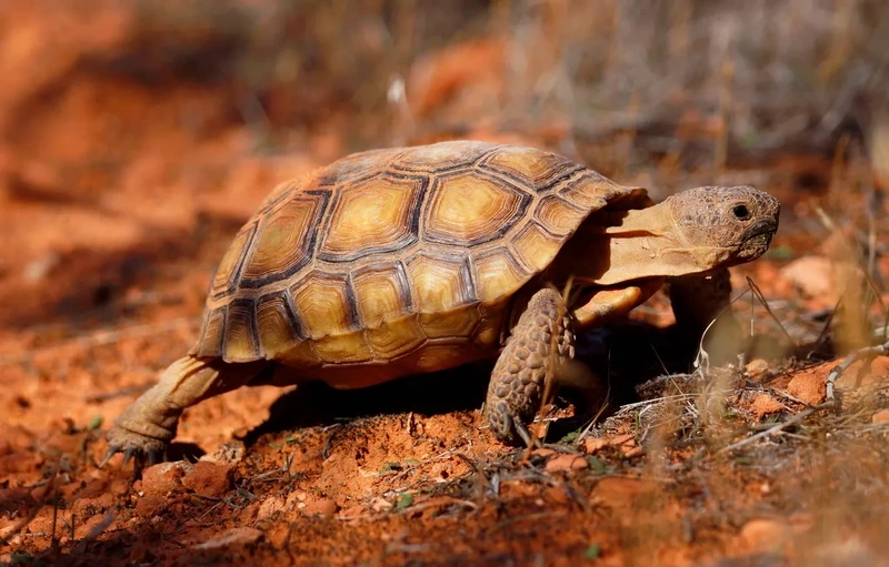 Ngắm rùa núi vàng cạn đa dạng và sinh động