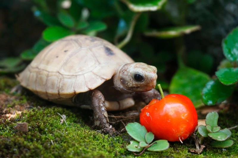 Khám phá rùa núi vàng hoang dã tự nhiên và kỳ thú