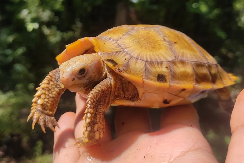 Khám phá rùa núi vàng hoa văn đẹp sống động và rực rỡ