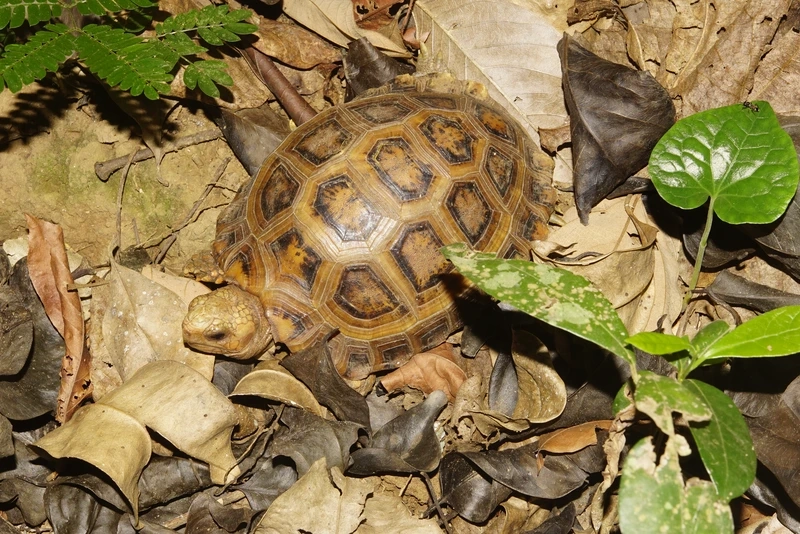 Ngắm rùa núi vàng trên đá linh hoạt và đẹp mắt