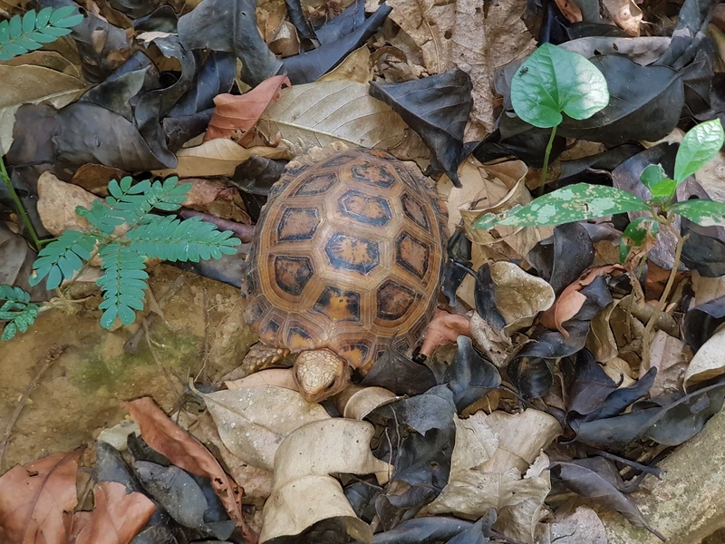 Sở hữu rùa núi vàng exotic hiếm gặp và sang trọng