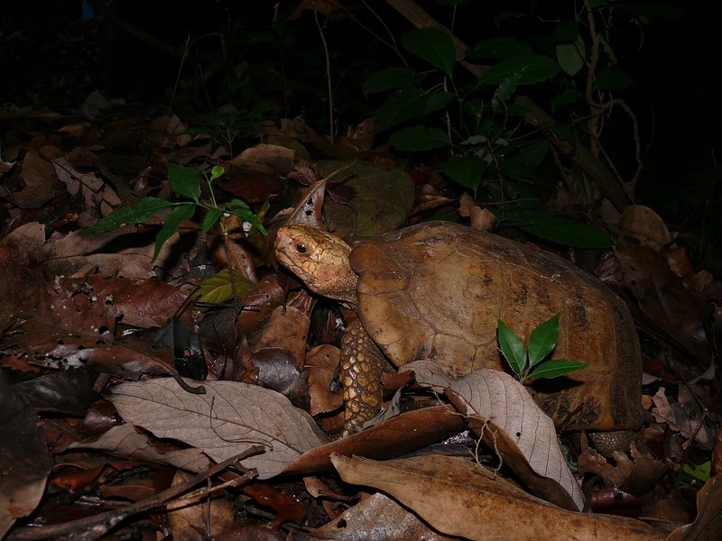 Tạo khung hình đẹp với rùa núi vàng chụp ảnh ấn tượng