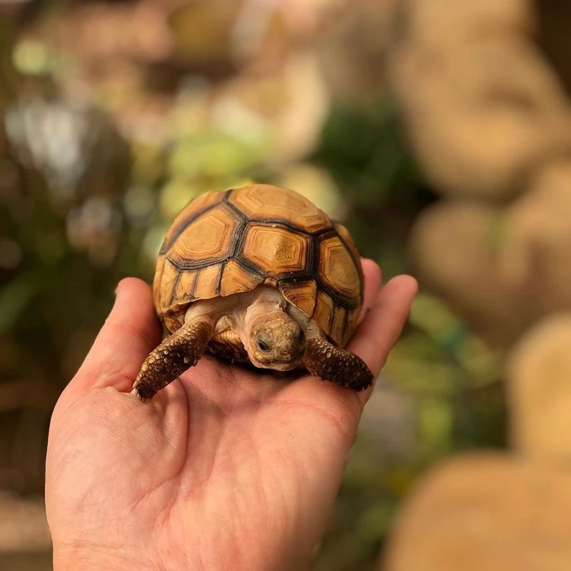 Khám phá rùa núi vàng cận cảnh chi tiết và sống động