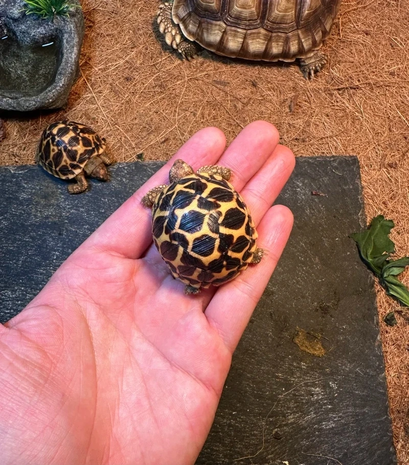 Thú cưng dễ thương rùa núi vàng thú cưng đáng yêu