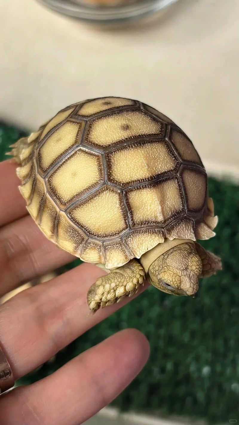 Đặc điểm nổi bật của rùa Sulcata 