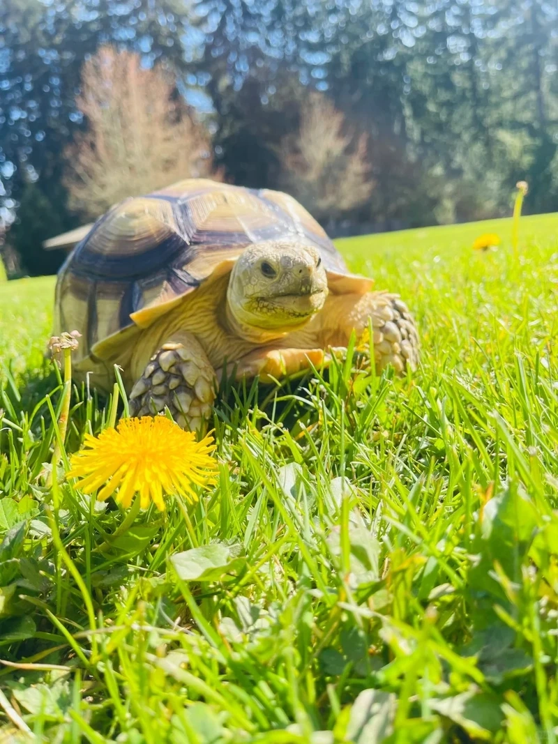 Nuôi rùa sulcata nuôi làm cảnh dễ dàng và tiện lợi