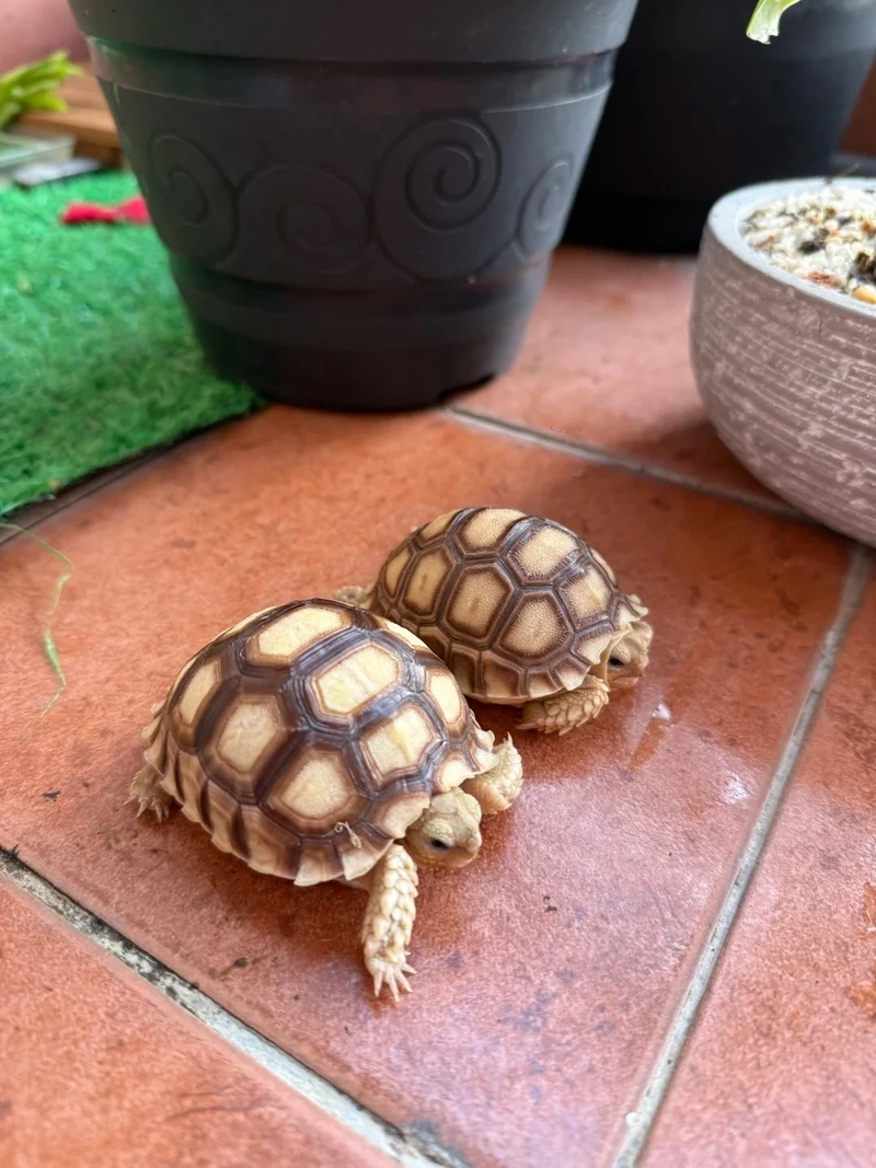 Nuôi rùa sulcata dễ nuôi tiện lợi và nhanh chóng