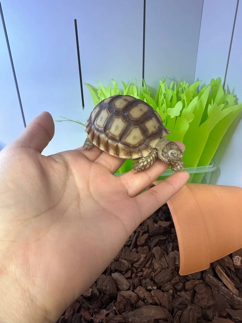 Lựa chọn rùa sulcata hiền an toàn cho gia đình